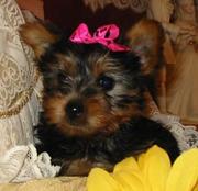  MALE AND FEMALE TEACUP YORKIE PUPPIES FOR X-MAS ADOPTION!