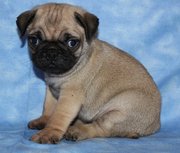  Pug Puppies for sale
